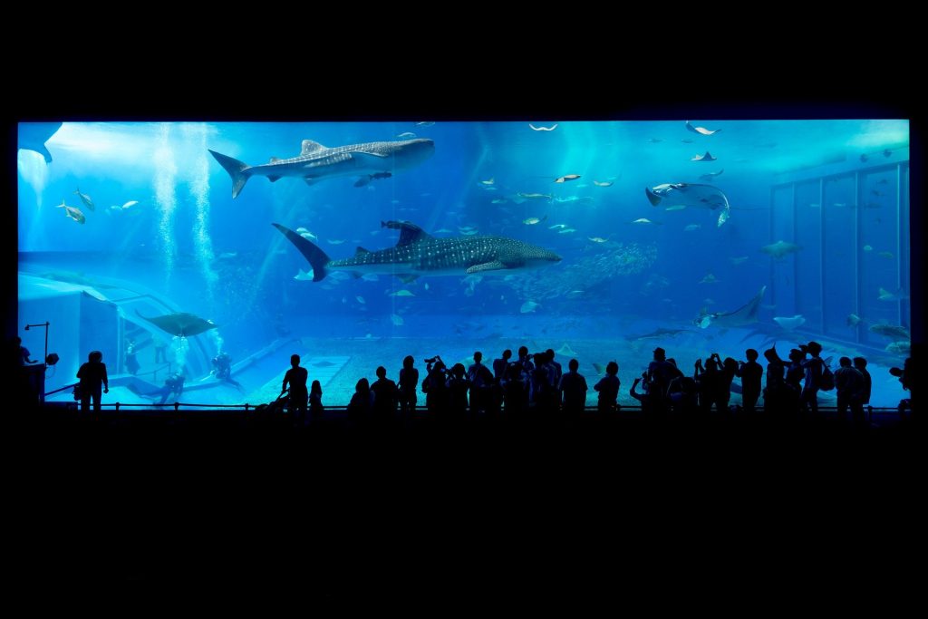 aquarium genoa
